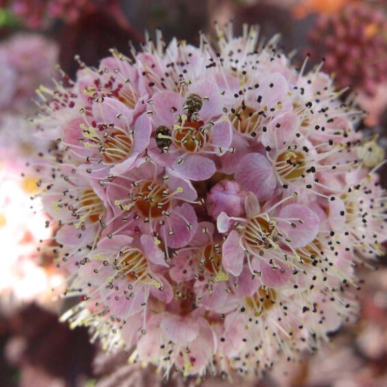 Пухироплідник калинолистний 'Diabolo' ® - 2 Пухироплідник калинолистний 'Diabolo' ® - 2