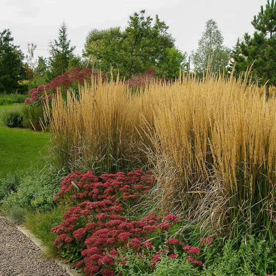 Куничник гостроквітковий 'Karl Foerster', C1 - - 1