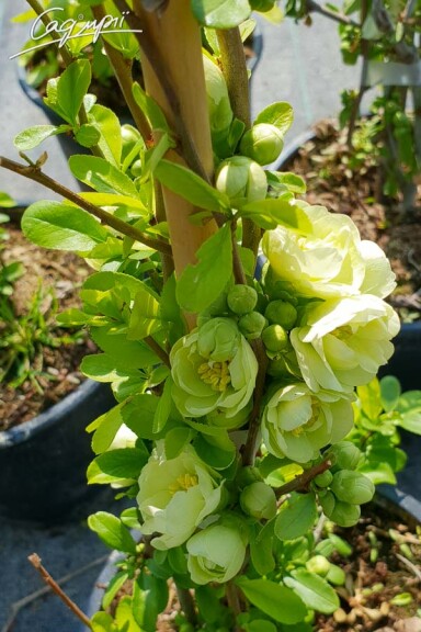 Айва прекрасная (хеномелес) Yukigoten - 2