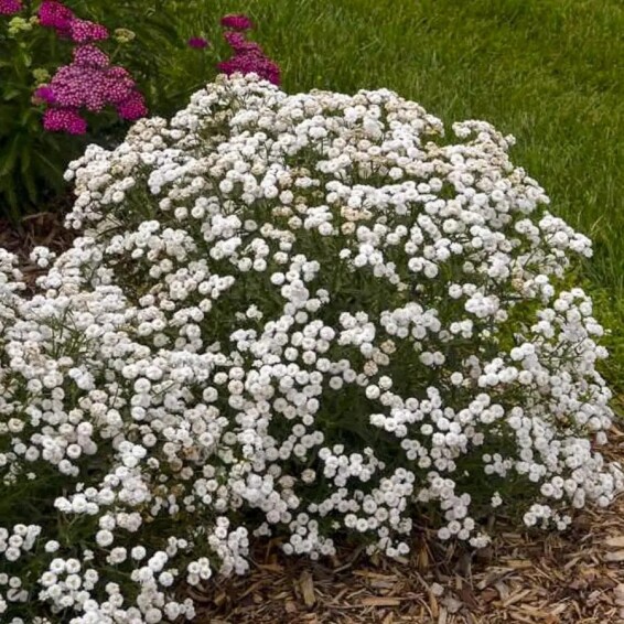 Деревій птарміка 'Noblesse'® - 1