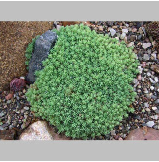 Очиток іспанський