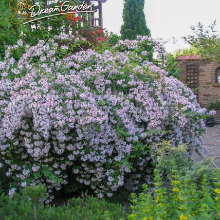 Кольквіція чарівна