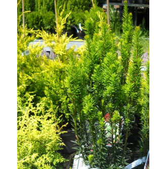 Тис середній 'Green Rocket'