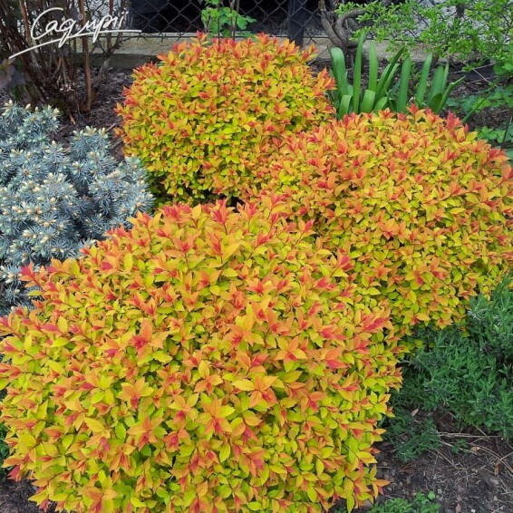 Спирея японская 'Golden Princess' #1, C3 20-30 - 1 Спирея японская 'Golden Princess' #1, C3 20-30 - 1