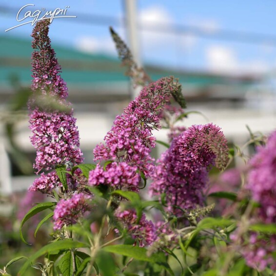 Буддлея Давида 'Pink Delightr' #1, C3 60-80 - 1