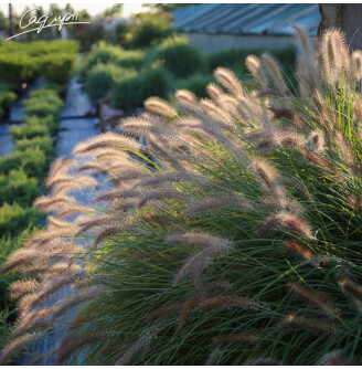 Пенісетум лисохвістний 'Hameln'