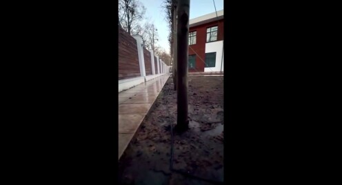 Липи ф. Шпалера від розсадника 'Сад мрії'