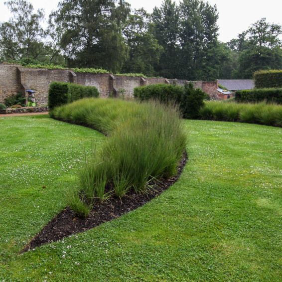 Молінія блакитна 'Heidebraut' - 6