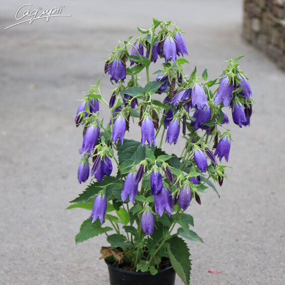 Дзвоник гібридний 'Sarastro' - 5