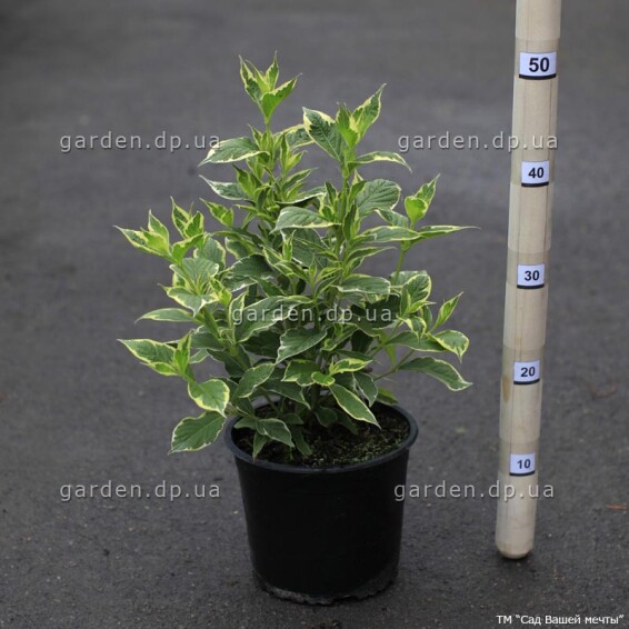 Вейгела 'Nana Variegata', C3 40-50 - 4