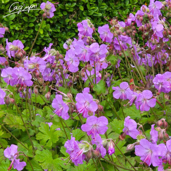 Герань кембриджская 'Karmina', p9 - - 2 Герань кембриджская 'Karmina', p9 - - 2