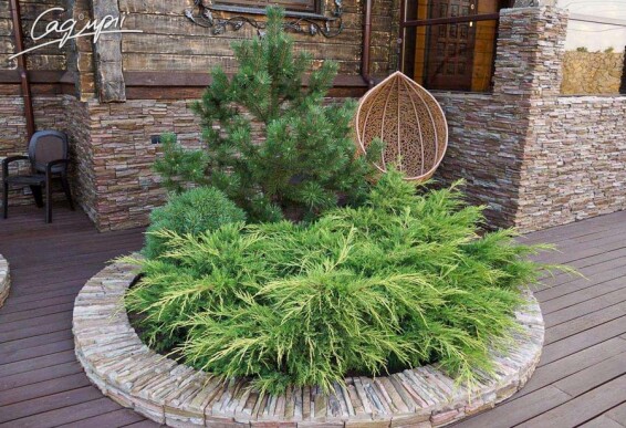 Можжевельник средний 'Gold Star' - 6