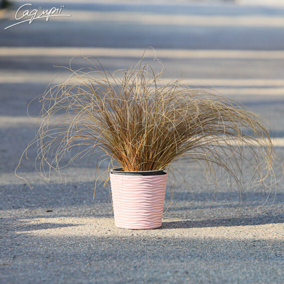 Осока власовидная 'Bronze Form' - 7 Осока власовидная 'Bronze Form' - 7