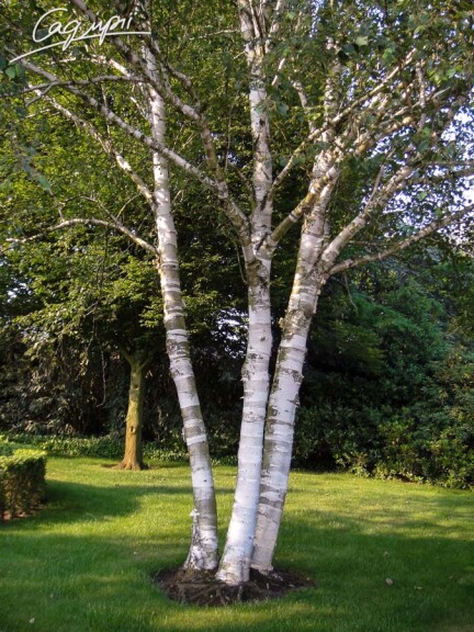 Береза гималайская 'Doorenbos', мультиштамб - 1