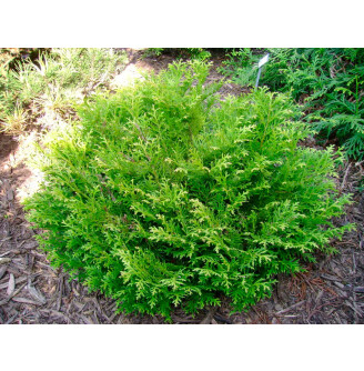 Туйовик долотовидний 'Nana'