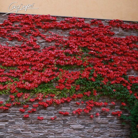 Виноград тригострокінцевий 'Veitchii' - 10