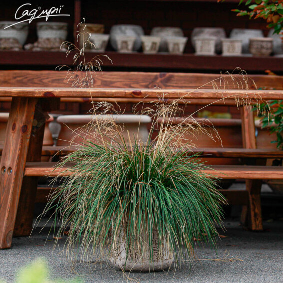 Луговик дернистый 'Goldschleier' - 1