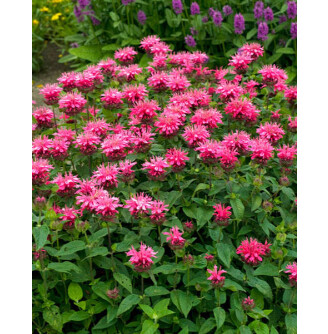 Монарда 'Pink Lace'
