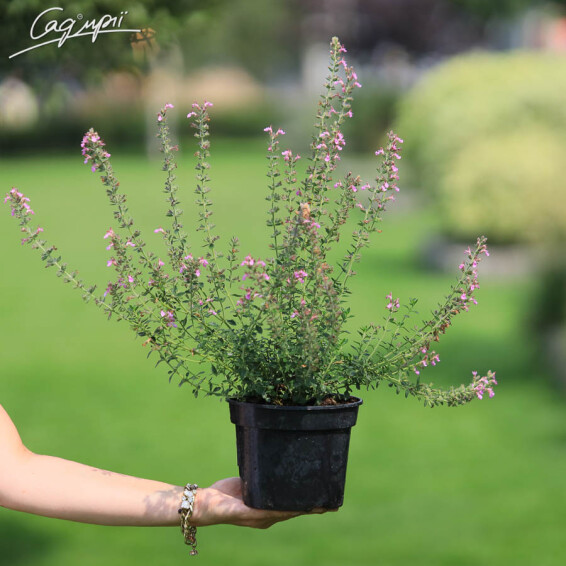 Дубровник світлий, p9 - - 1