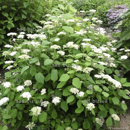 Дерева та чагарники