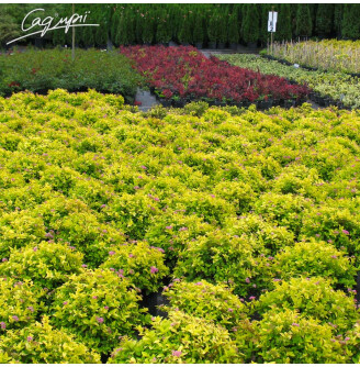 Спирея японская 'Goldmound'