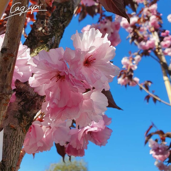 Сакура дрібнозубчаста 'Royal Burgundy' - 4