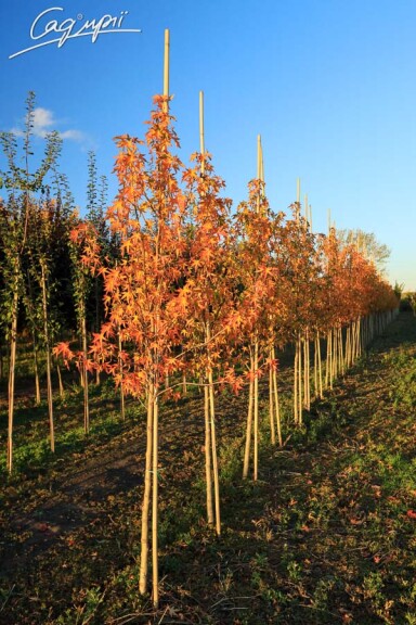 Ліквідамбар смолоносний 'Worplesdon' #2, WRB 20--25 500+ St. 1/2 - 8