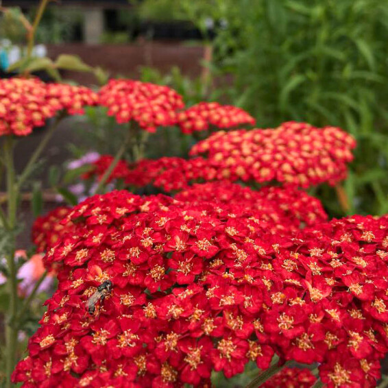 Деревій гібридний 'Pretty Woman' - 4