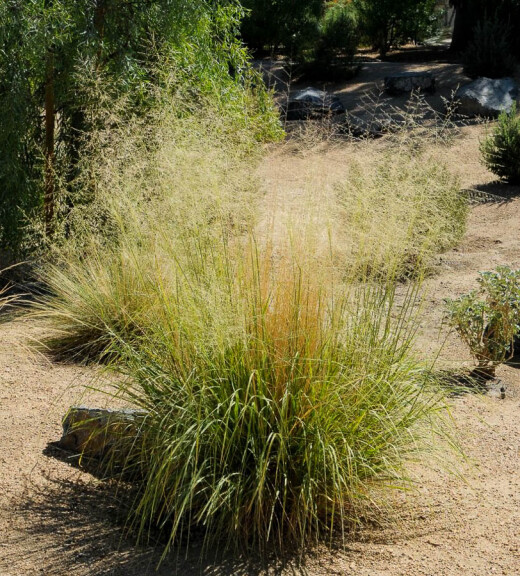 Споробол повітряний - 3