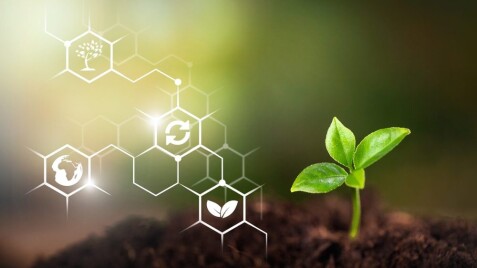 Підживлення рослин влітку: що потрібно знати