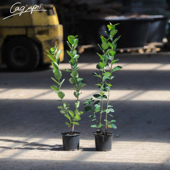 Арония сливолистная 'Viking' - 3