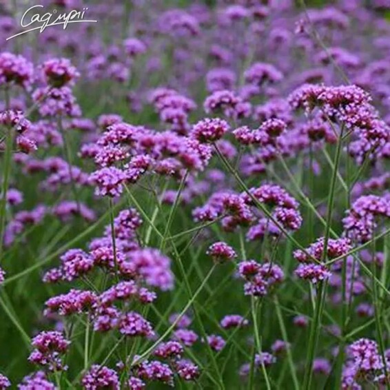 Вербена бонарская - 3 Вербена бонарская - 3