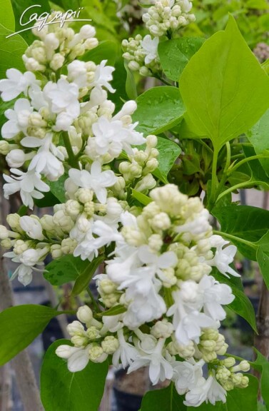 Сирень обыкновенная 'Miss Ellen Willmott' - 2