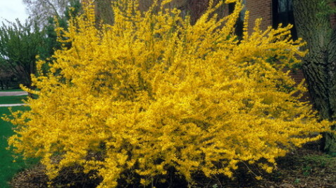 Весенняя красота: Форзиция, Спирея, Ирга