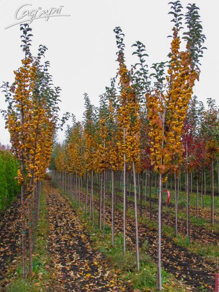 Яблоня 'Golden Hornet' - 12 Яблоня 'Golden Hornet' - 12