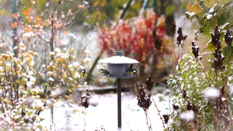 ЧЕМ ПОДКОРМИТЬ ПТИЦ ЗИМОЙ?