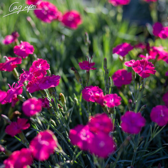 Гвоздика сірувато-блакитна 'Badenia' - 1