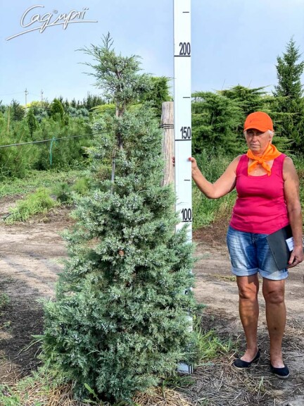 Ялівець віргінський 'Hetz' - 6