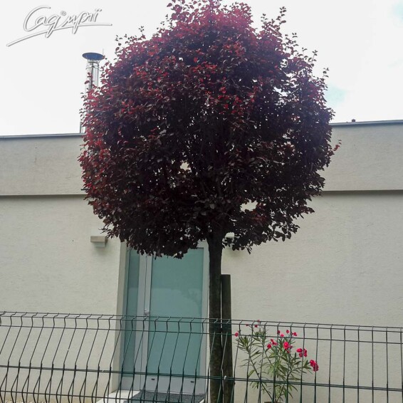 Слива розчепірена 'Pissardii' #26, С69 16--18 300-400 St. 225 - 2 Слива розчепірена 'Pissardii' #26, С69 16--18 300-400 St. 225 - 2