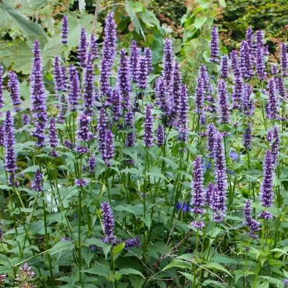 Агастахис (многоколосник) синий ‘Black Adder’ - 8