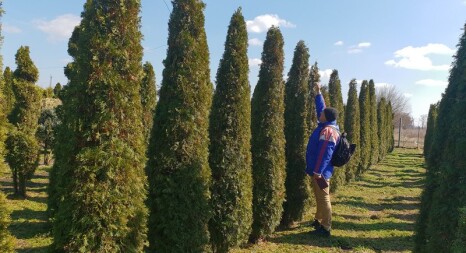 Хвойні рослини