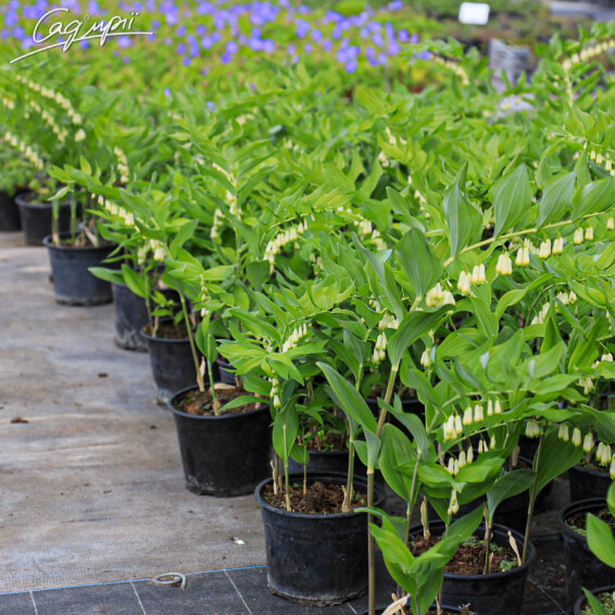 Купена багатоквіткова - 4