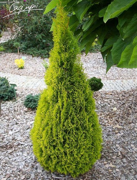 Туя западная 'Golden Brabant' ®, WRB - 160-180 - - 1
