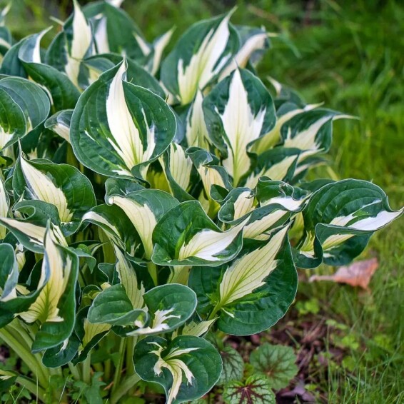 Хоста 'Whirlwind' - 6