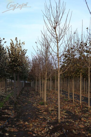 Клен гостролистий 'Crimson King' - 2