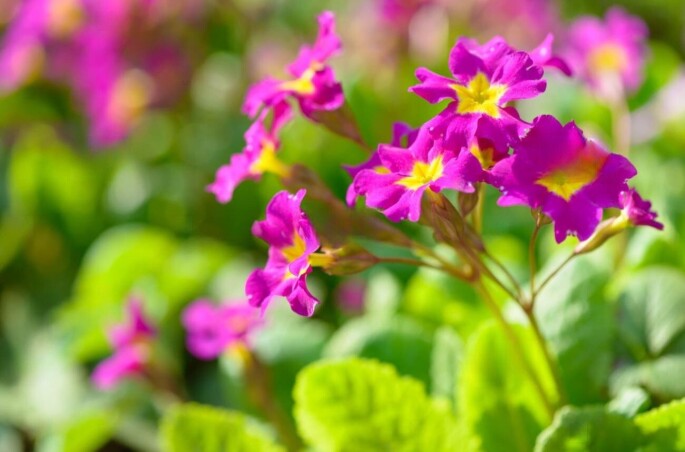 Весняні знижки в Садовому центрі та інтернет-магазині!