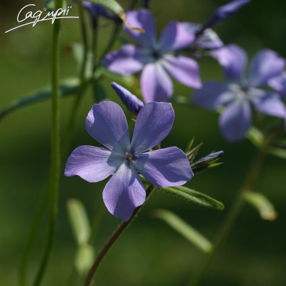 Флокс розчепірений - 4