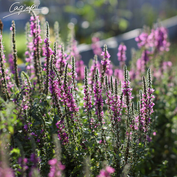 Дербенник иволистный - 7