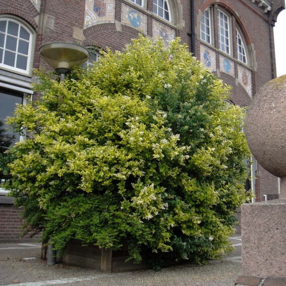 Бирючина овальнолиста 'Aureum' - 1