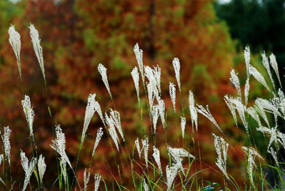 Міскантус китайський 'Early Hybrids' - 1